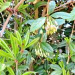 Berberis julianae Habit