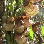 Aristolochia californica Flower
