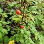 Ribes montigenum Vili