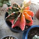 Gymnocalycium mihanovichii Leaf