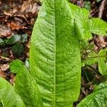 Rumex patientia पत्ता