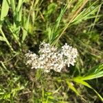 Achillea millefoliumBlomst