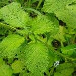 Heliotropium indicum Leaf