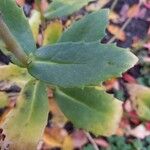 Hylotelephium telephium Likasa