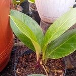 Anthurium jenmanii Leaf