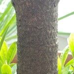 Alibertia edulis 樹皮