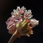 Eriogonum ovalifolium 花