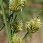 Cyperus rigens Blüte