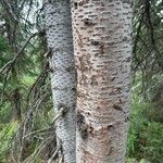 Abies lasiocarpa Ekosanga
