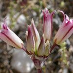 Allium atrorubens Blomma