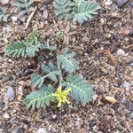 Tribulus terrestrisFloro