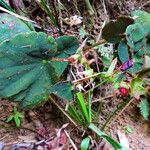 Begonia pavonina موطن