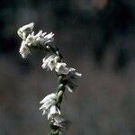 Spiranthes lacera Цветок
