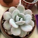 Echeveria laui Hoja