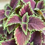 Coleus decurrens Frunză