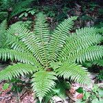 Dryopteris crassirhizoma Ďalší