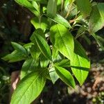 Aronia arbutifolia Feuille