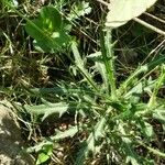 Biscutella lima Leaf