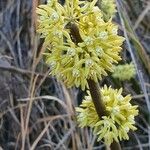 Cynanchum viminale Flower