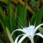 Hymenocallis littoralis Kwiat