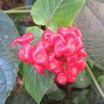 Clerodendrum speciosissimum Плід