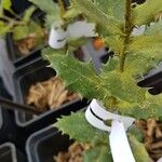 Quercus rotundifolia Leaf