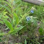 Mertensia paniculata Flor