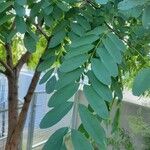 Robinia pseudoacaciaYaprak