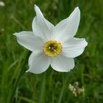 Narcissus poeticus Cvet