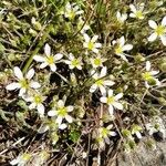 Arenaria grandiflora ফুল
