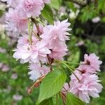 Prunus serrulata 花
