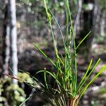 Setaria brownii Лист