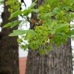 Acer campestre Flower