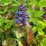 Ajuga reptansCvet