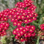 Achillea distansBlomst