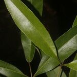 Tabebuia palustris Φύλλο
