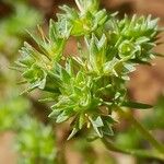 Scleranthus annuus Blomma