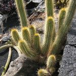 Echinocereus engelmannii Yaprak