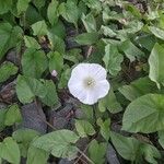 Calystegia sepiumBlomst