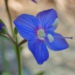 Veronica fruticans Blomma