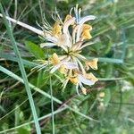 Lonicera periclymenumFlower