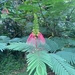 Calliandra houstoniana പുഷ്പം