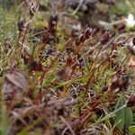 Juncus duthiei Habitat