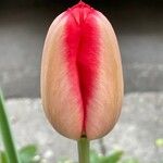 Tulipa grengiolensis Flower