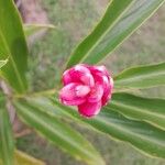 Alpinia purpurata Flower