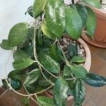 Hoya carnosa 整株植物