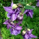 Aquilegia vulgaris Flower
