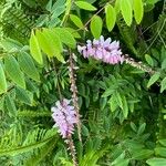 Indigofera decora Blodyn