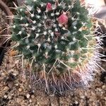 Mammillaria magnimamma Blatt