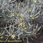 Cneorum pulverulentum Other